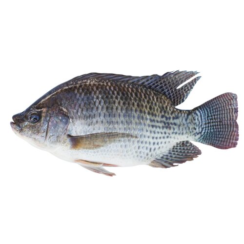 Whole Tilapia 1PC