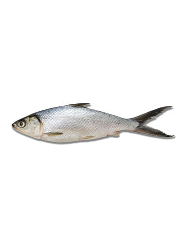 Sea Treasure Milkfish 600/800g