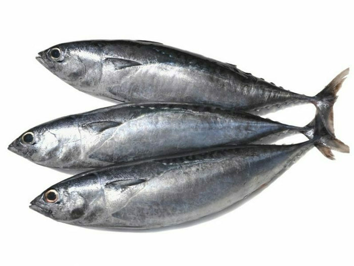 Frozen Tulingan Fish (Bullet Tuna) 1kg