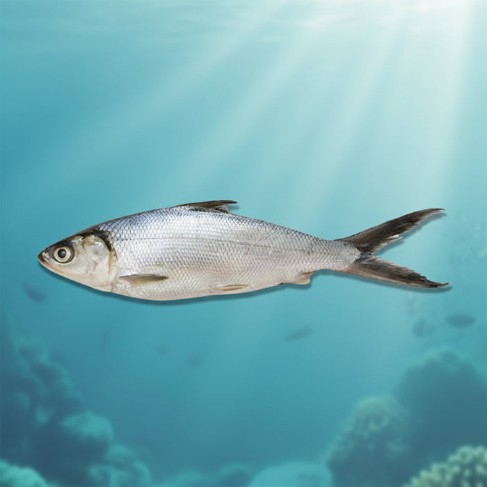 Sea Treasure Milkfish 600/800g